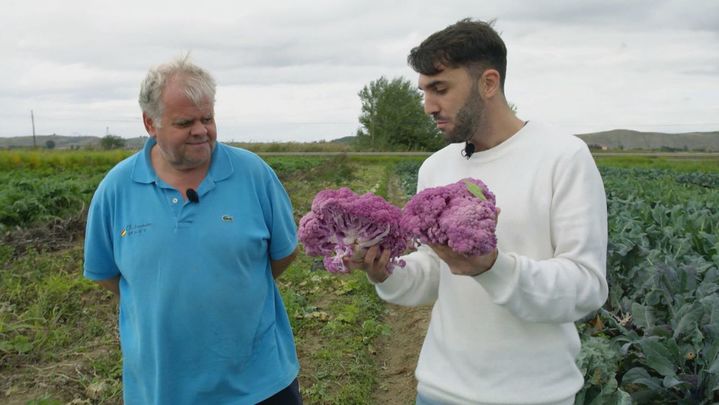 recolectando coliflores moradas / REDACCION
