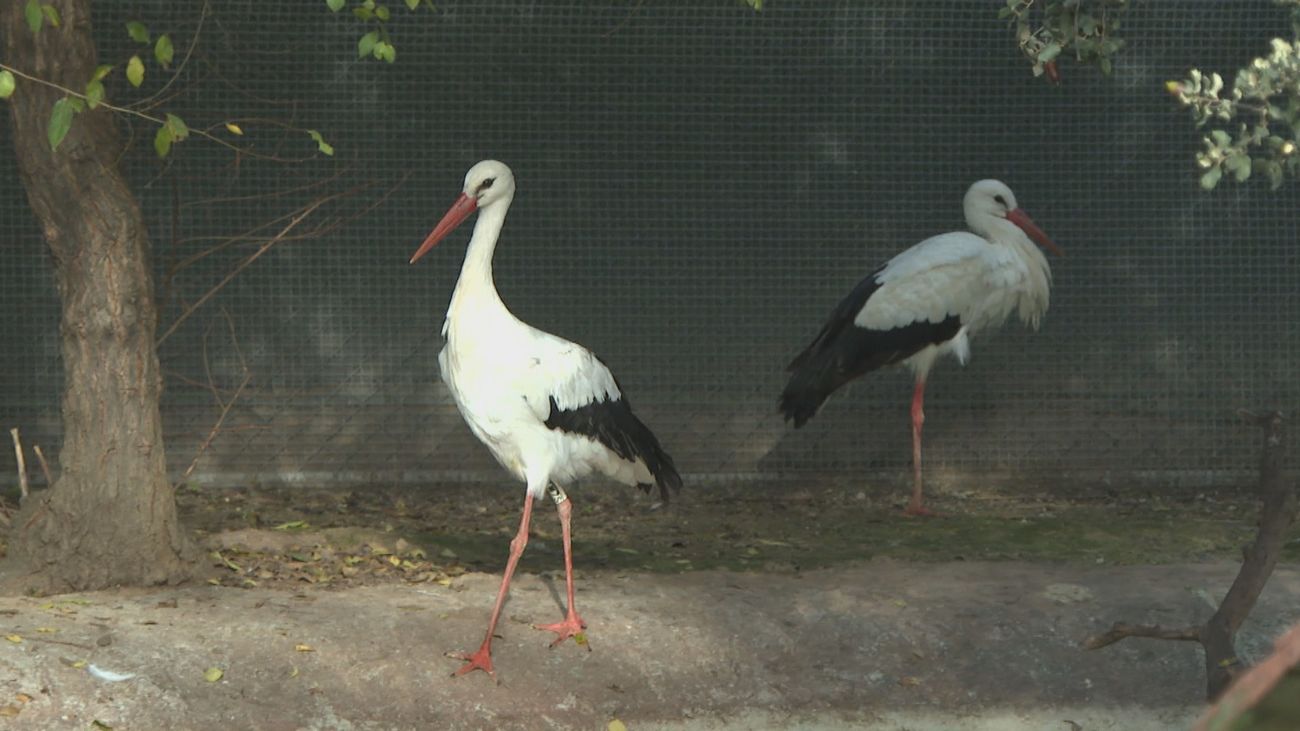 Tres Cantos 'empadrona' varias parejas estables de cigüeñas