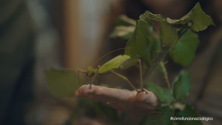 Bicho palo / Redacción