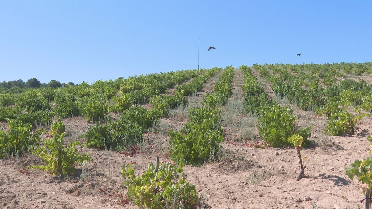 Los viticultores de San Martín de Valdeiglesias  afrontan la vendimia mas complicada de su historia