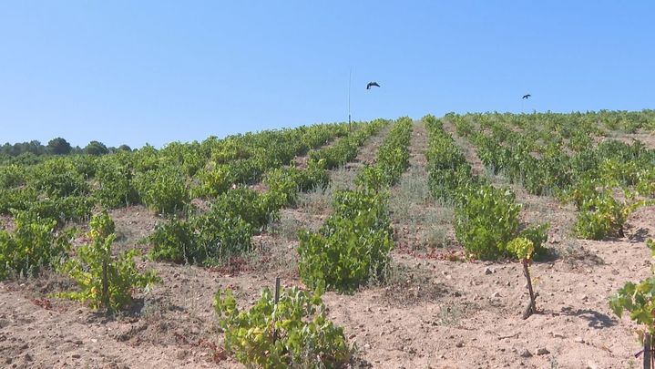 Los viticultores de San Martín de Valdeiglesias  afrontan la vendimia mas complicada de su historia