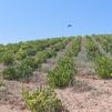 Los viticultores de San Martín de Valdeiglesias  afrontan la vendimia mas complicada de su historia