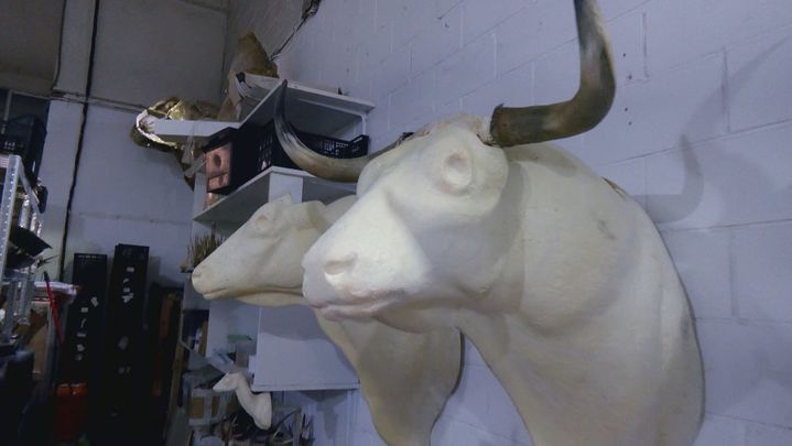 Taxidermia / Redacción