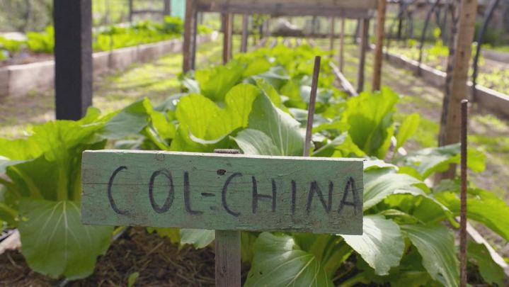 Col-china / Redacción