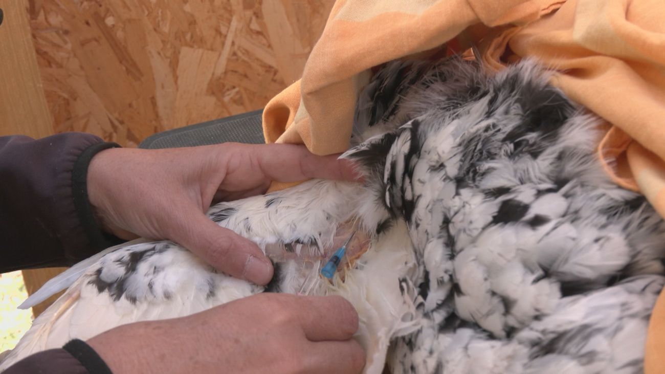 Visitamos el consultorio de Alicia, veterinaria de gallinas