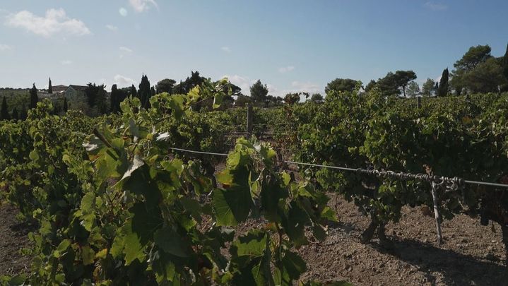 Viñedo en la Occitania Francesa / TELEMADRID
