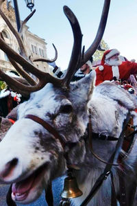 Renos en un desfile de Papá Noel