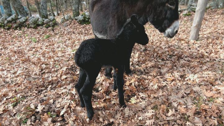 Burro recién nacido / Redacción