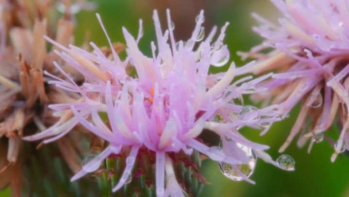 Flor de la alcachofa / Redacción