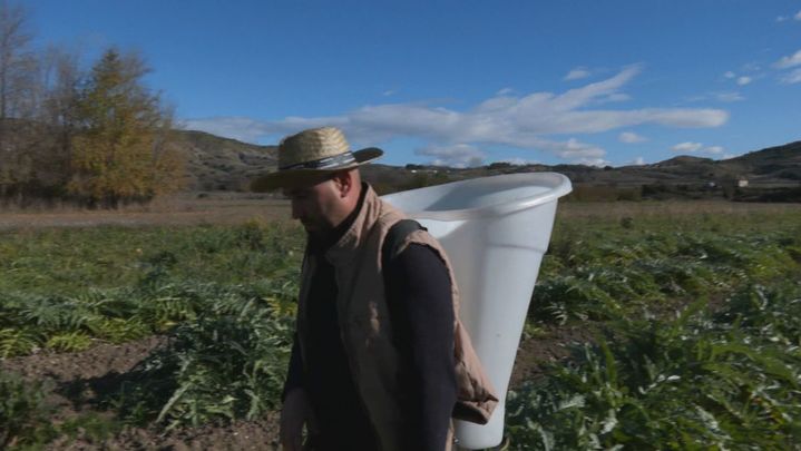 Recogida de la alcachofa / Redacción