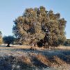 Descubierto en Campo Real un olivo excepcional candidato a árbol singular de la Comunidad