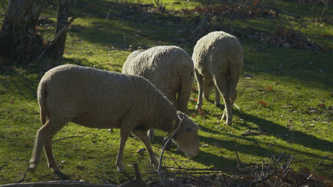 Pelaje, alimentación.. así se preparan los animales para el invierno