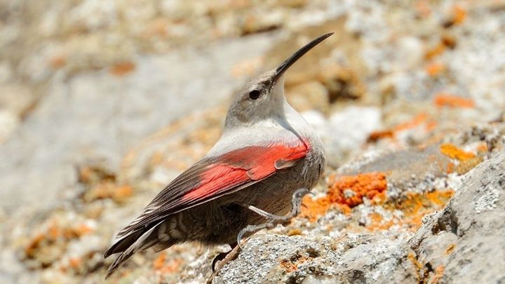 Treparriscos / SEO BIRDLIFE