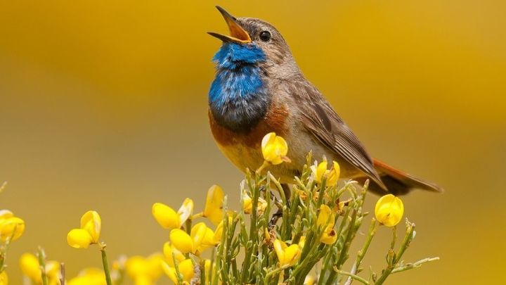 Ruiseñor pechiazul / SEO BIRDLIFE
