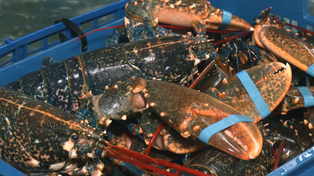 Centollos, bogavantes o langostas, el marisco más demandado en navidad