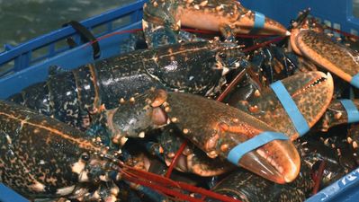 Centollos, bogavantes o langostas, el marisco más demandado en navidad