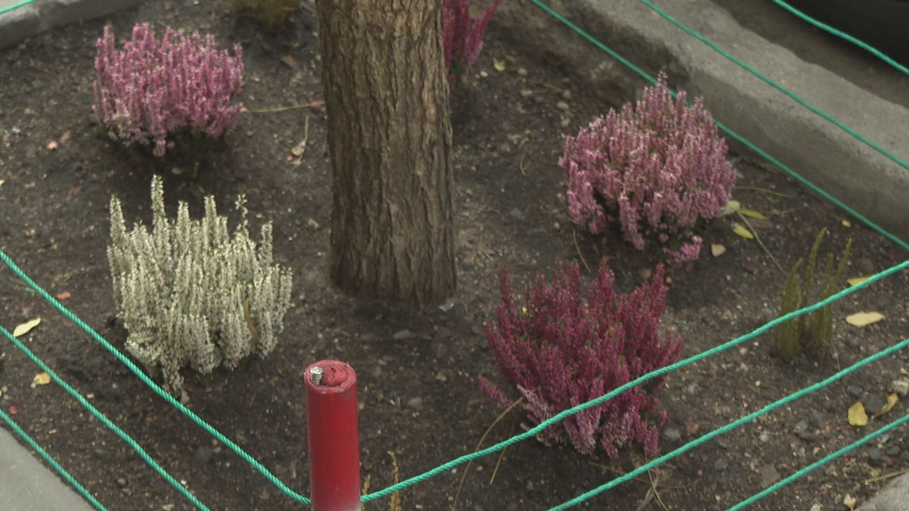 Las flores de Juan: de portero a jardinero 'rebelde' en las calles de Chamberí