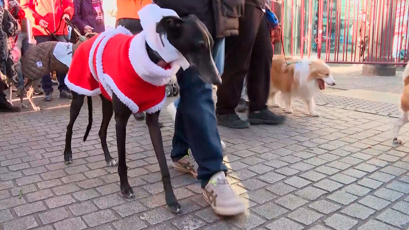 Madrid celebra una 'San Perrestre' solidaria con las protectoras de Valencia afectadas por la DANA
