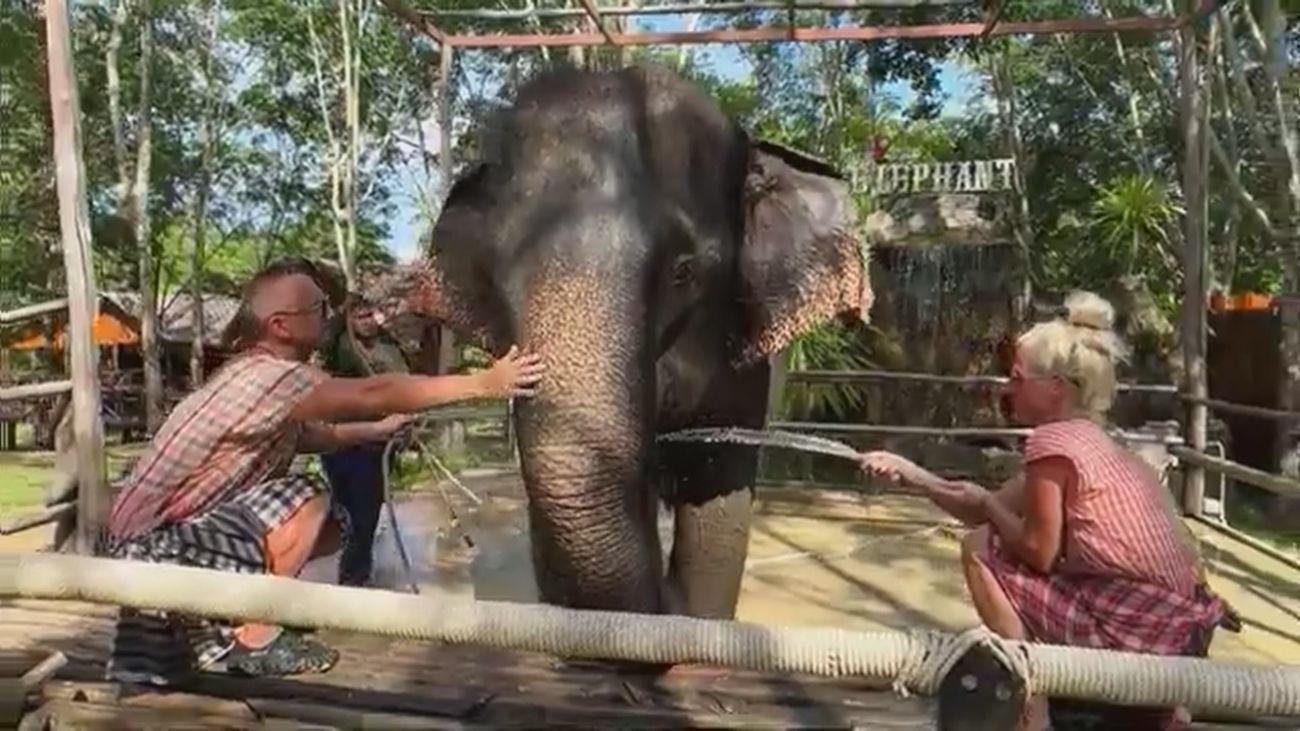Muere una turista española al ser atacada por un elefante en Tailandia