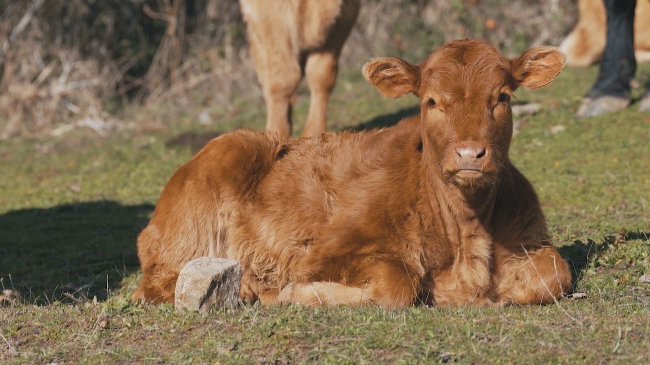 La carne de la Sierra de Guadarrama de Indicación Geográfica Protegida