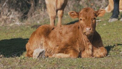 La carne de la Sierra de Guadarrama de Indicación Geográfica Protegida