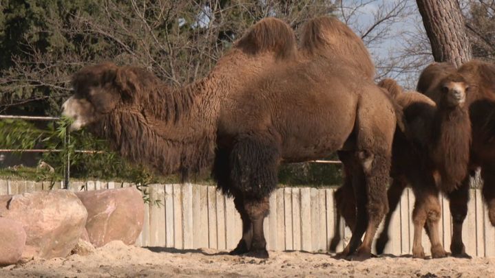 A plena vista cuando vemos un camello o un dromedario podemos diferenciar de qué tipo de ser se trata. Si tiene dos jorobas es un camello, mientras que si tiene una es un dromedario.  Aunque ambos disponen de estas para almacenar grasa y energía. En cuanto a la altura, los más altos son los dromedarios mientras que los camellos pueden medir hasta dos metros.  Su pelaje también es distinto ya que los camellos buscan protegerse del frío y la humedad y los dromedarios soportar el calor y sus temperaturas.  Sus patas también se adaptan a la arena del desierto así como sus pestañas, mientras los camellos emplean la joroba para la regulación térmica. / Redacción