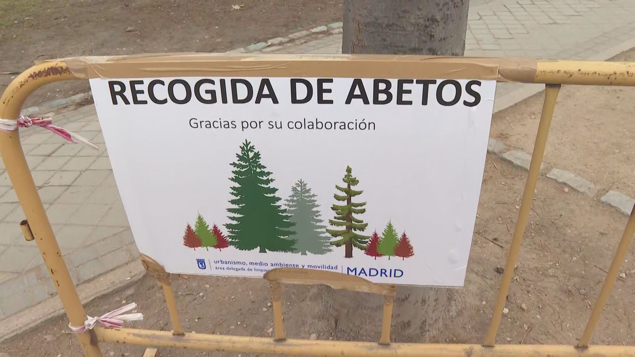 Recogida de abetos de Navidad: comienza la campaña en Madrid para dar una segunda vida a estos árboles