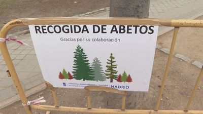 Recogida de abetos de Navidad: comienza la campaña en Madrid para dar una segunda vida a estos árboles