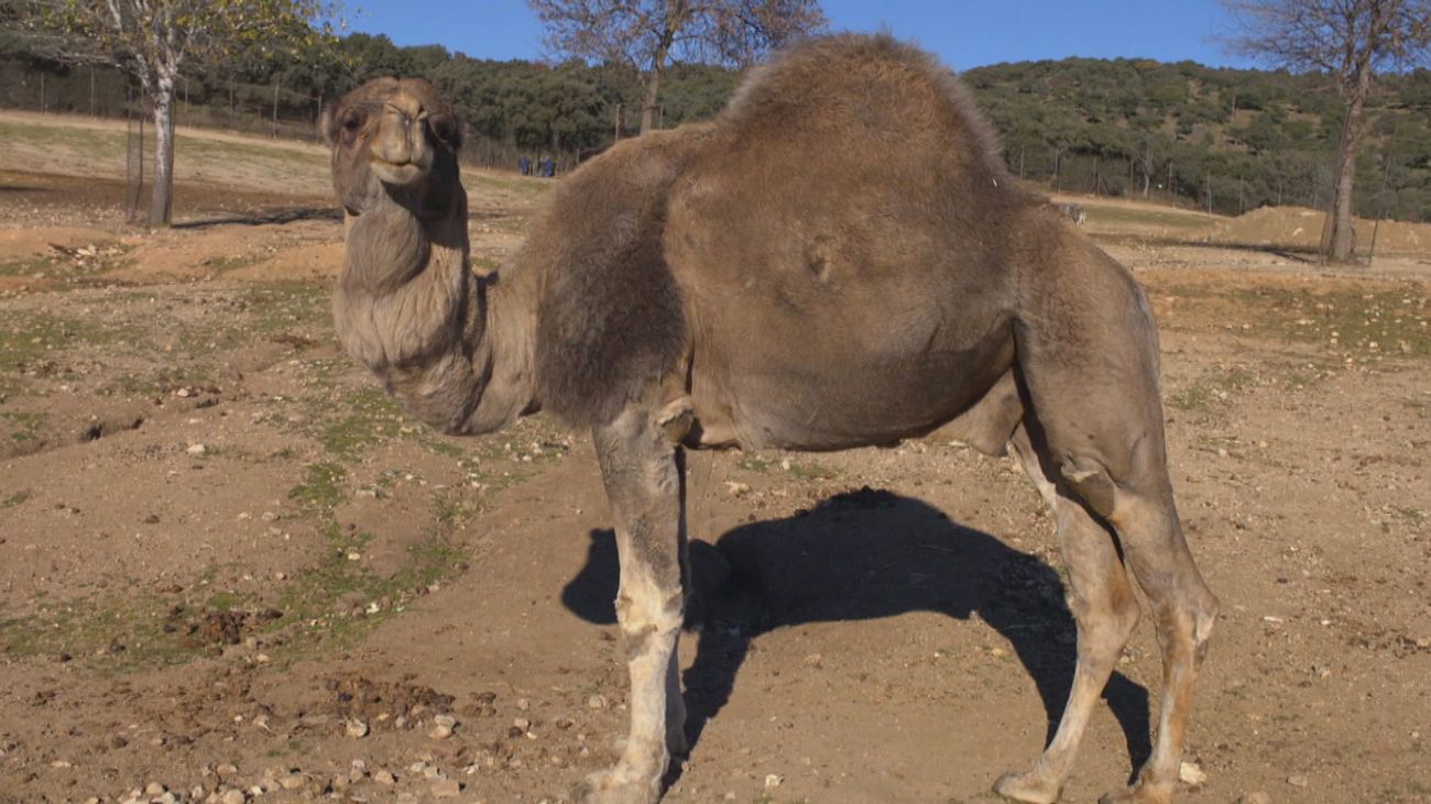 Camellos vs dromedarios: ¿Qué diferencias hay?