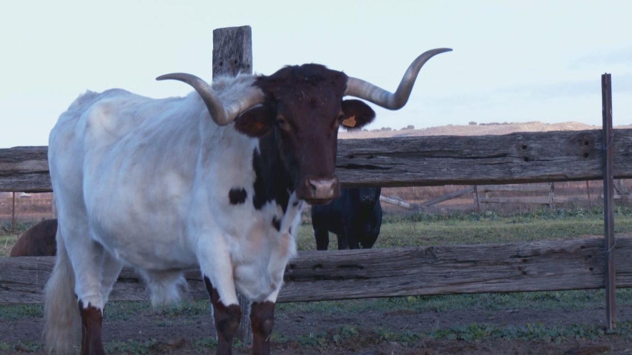 ¿Cómo son cuidados los bueyes de exhibiciones?