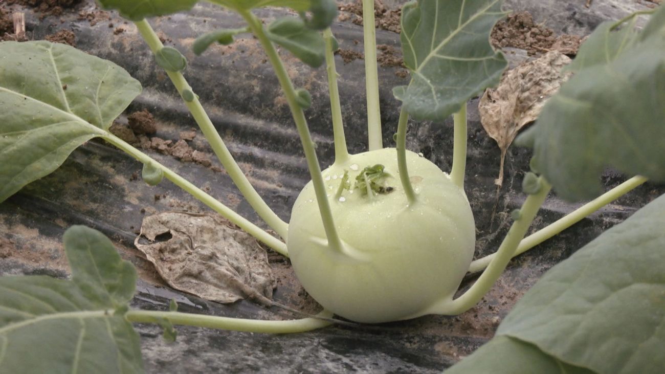 ¿Qué es el colinabo?