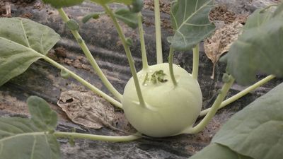 ¿Qué es el colinabo?