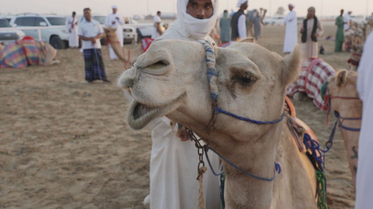 Asistimos a una carrera de camellos en Abu Dabi, el deporte nacional de Emiratos Árabes