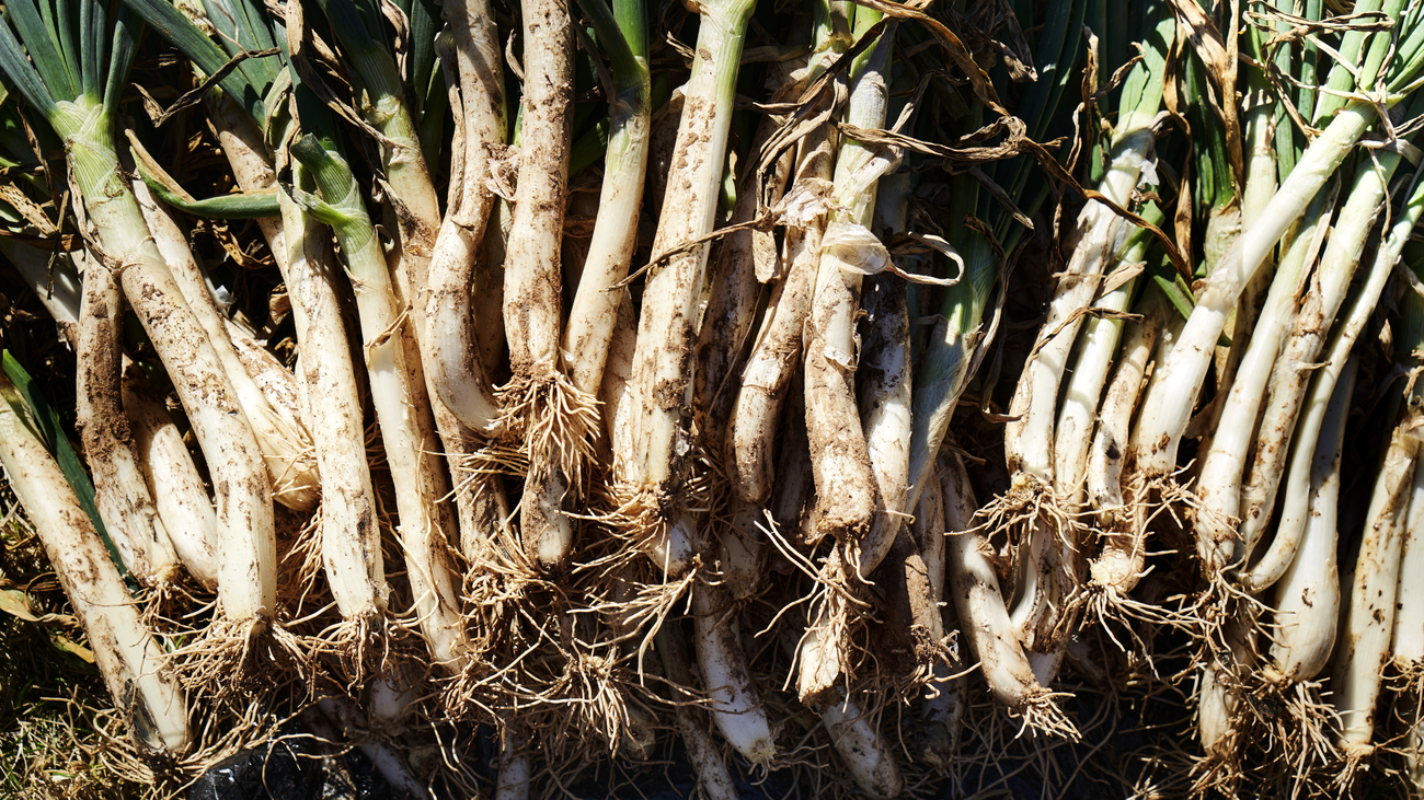 Arranca la temporada de calçots en la región