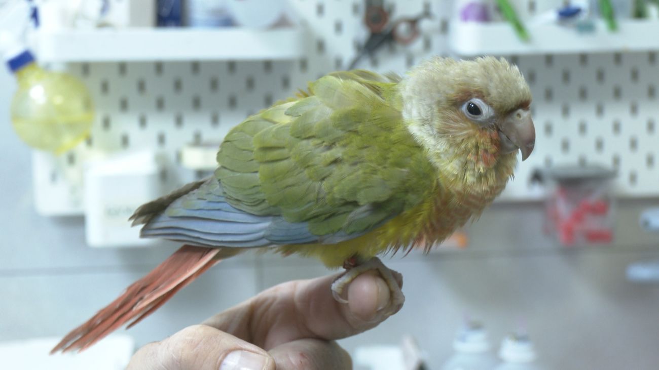 Visitamos una clínica veterinaria de animales exóticos en Chamartín