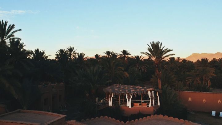 Milagro en el palmeral