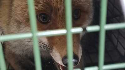 Agentes municipales atrapan un zorro en la Plaza de la República Dominicana