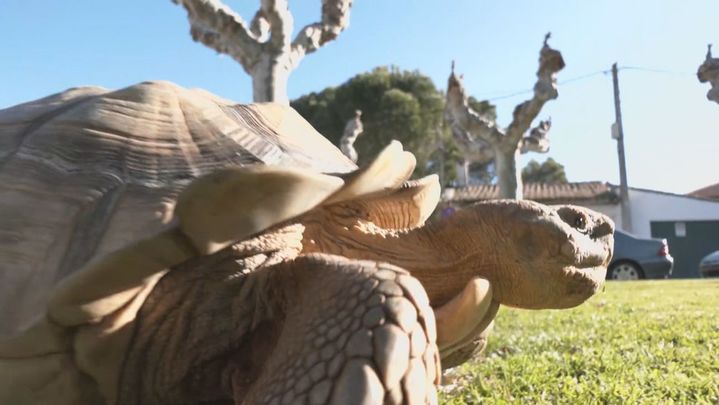 Tortuga Sulcata / Redacción