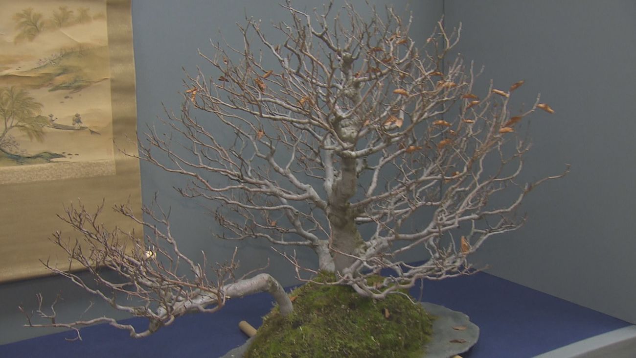 Aranjuez se llena de bonsáis