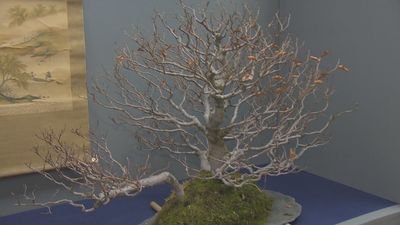 Aranjuez se llena de bonsáis