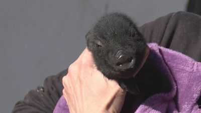 Cerdos, burros o vacas también pueden ser apadrinados cuando no pueden ser adoptados