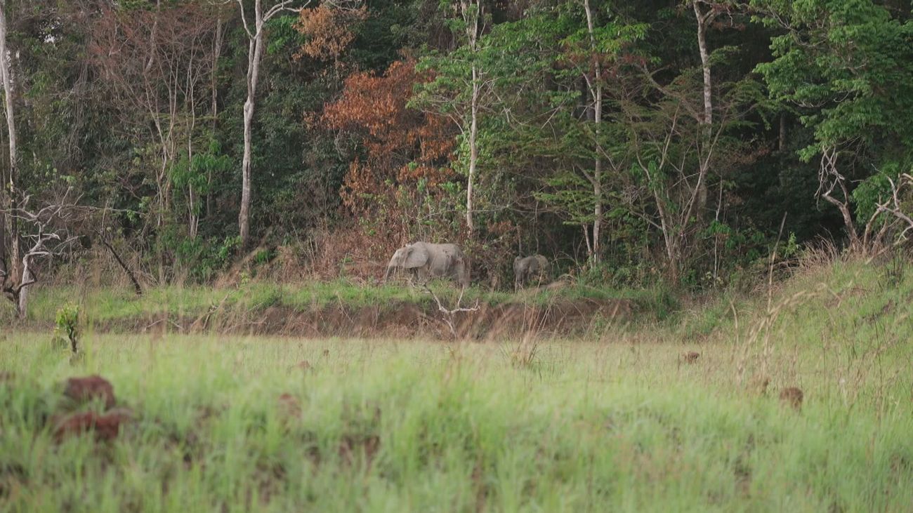 Gabón, un país con inmensas selvas tropicales donde viven gorilas, chimpancés y elefantes