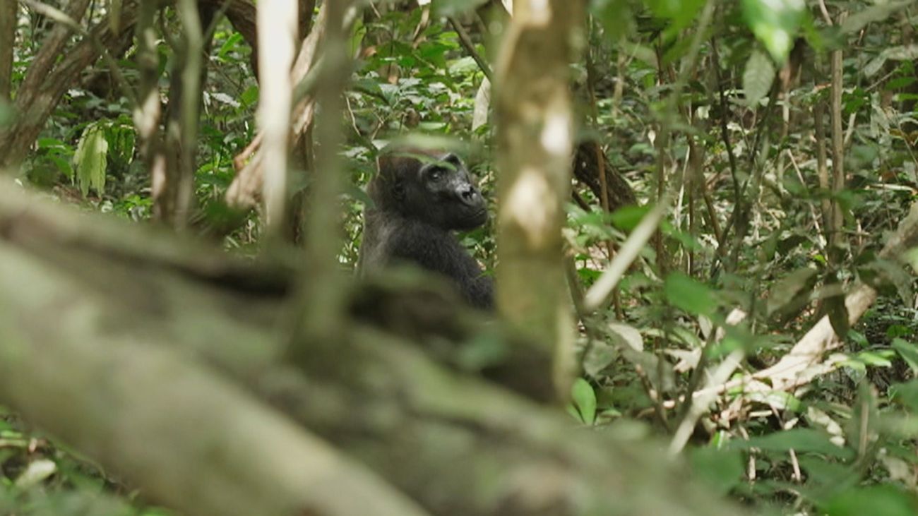 Conocemos algunos de los gorilas que habitan en el Parque Nacional de Moukalaba-Doudou de Gabón