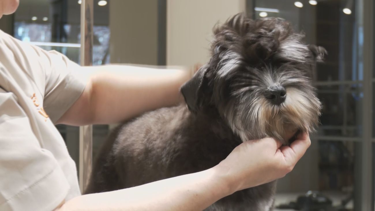 Una peluquería y cafetería para perros en el barrio de Salamanca