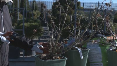 Guantes y tijeras, aprendemos a podar un rosal para este invierno