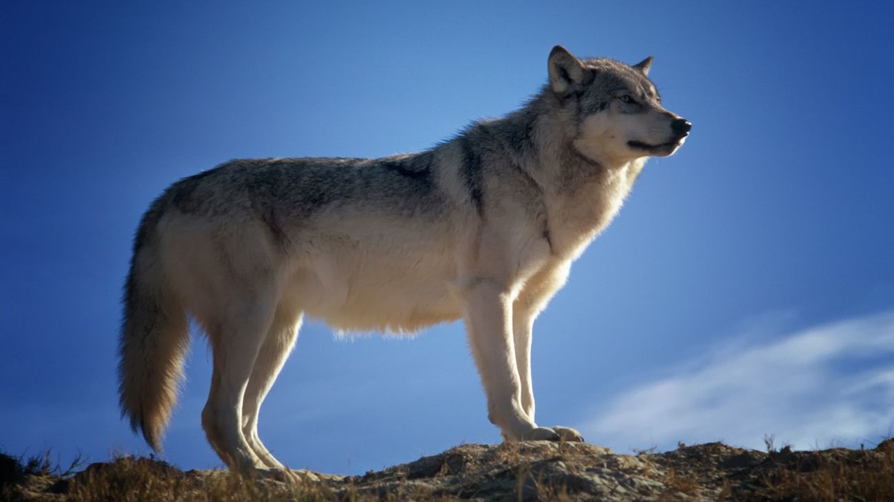 Ganaderos de Madrid denuncian ataques de lobos y piden más ayudas