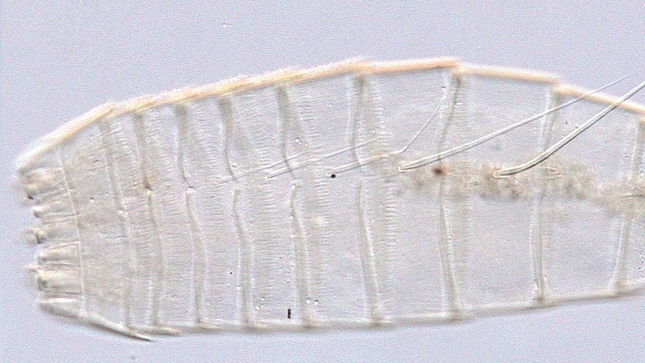 Kinorrinco, dragón del fango, descubierto por investigadores de la Complutense en la Antártidada