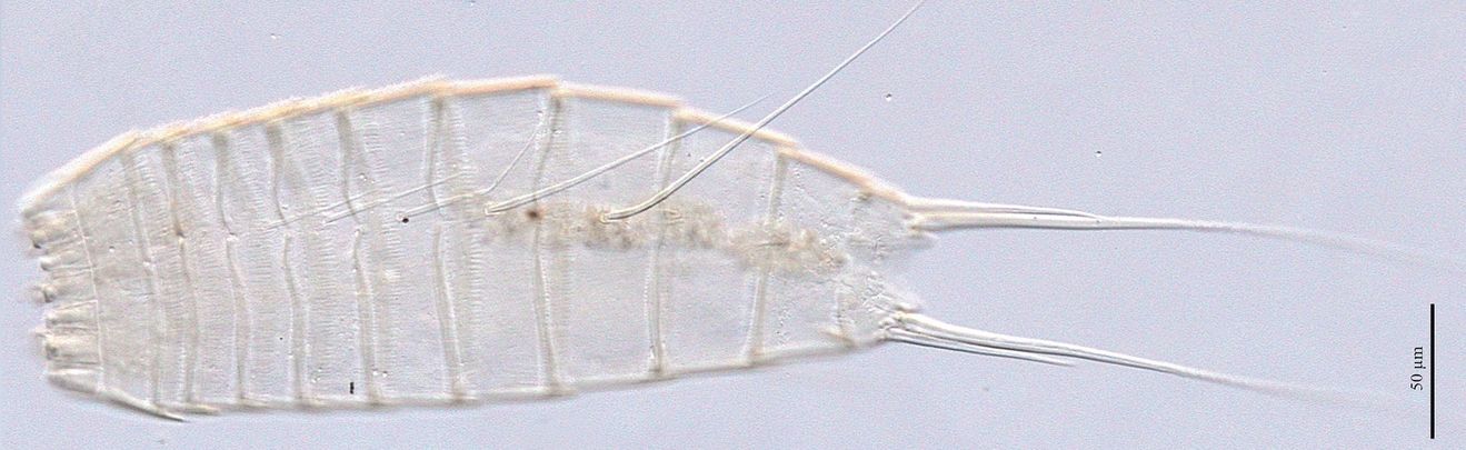 Kinorrinco, dragón del fango, descubierto por investigadores de la Complutense en la Antártidada / UCM / ALBERTO GONZÁLEZ / NURIA SÁNCHEZ