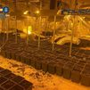 Desmantelado un punto de plantación de marihuana indoor en la Cañada Real Galiana