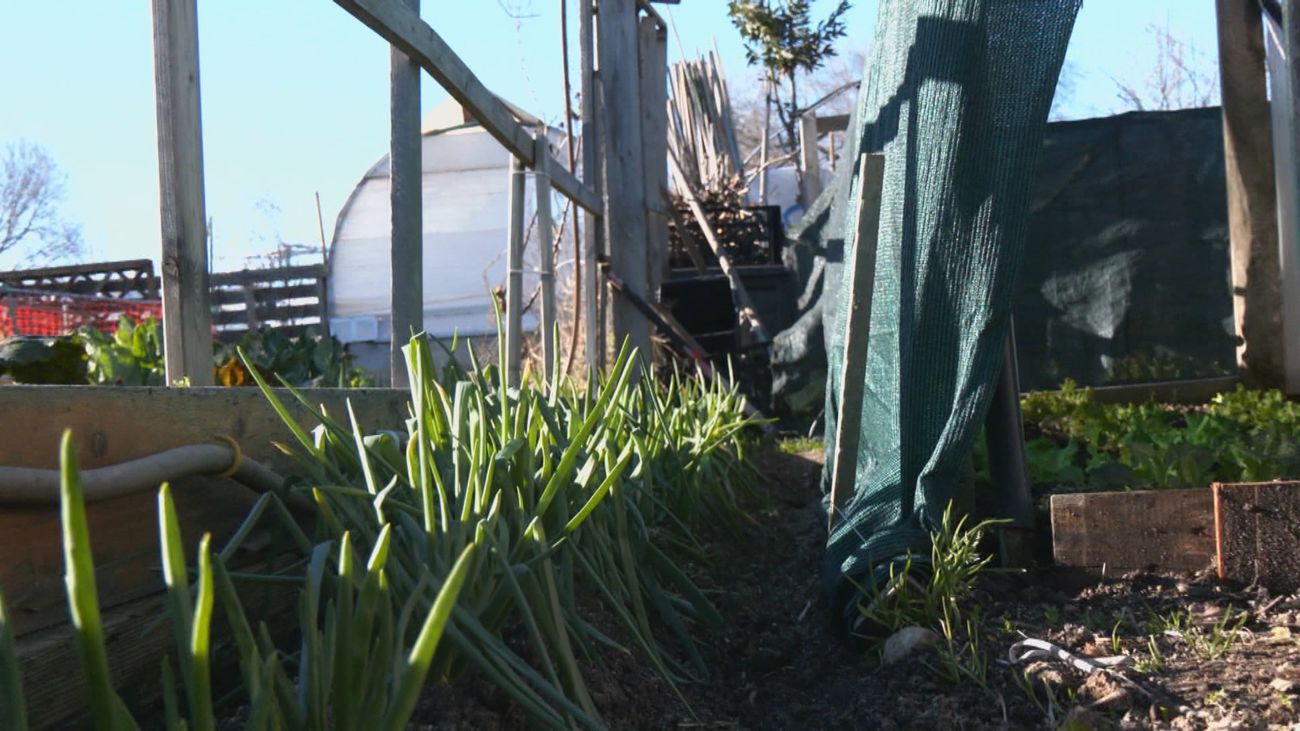 Grelos, calçots y  otros productos de los huertos de España en Alcorcón